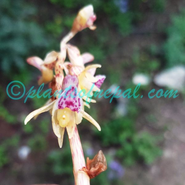 Epipogium aphyllum Sw. Orchids of Nepal