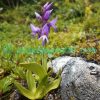 Hemipilia calcicola (W.W.Sm.) Y.Tang & H.Peng Orchids of Nepal