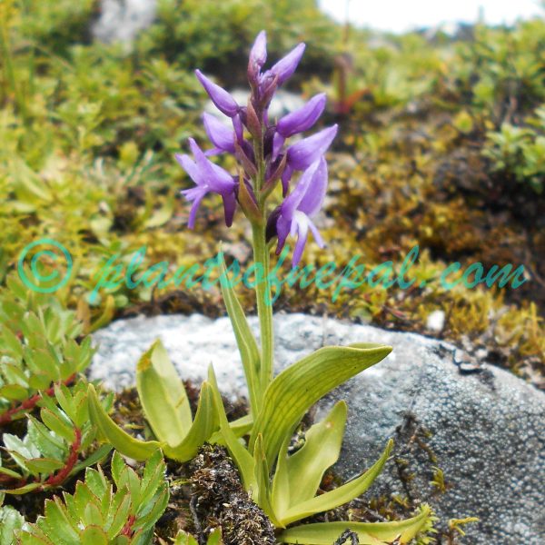 Hemipilia calcicola (W.W.Sm.) Y.Tang & H.Peng Orchids of Nepal