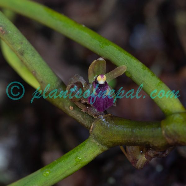 Luisia trichorhiza (Hook.) Blume Orchids of Nepal