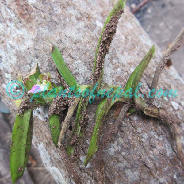 Pelatantheria insectifera (Rchb.f.) Ridl. Orchids of Nepal