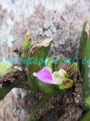 Pelatantheria insectifera (Rchb.f.) Ridl. Orchids of Nepal Pelatantheria insectifera (Rchb.f.) Ridl. Orchids of Nepal
