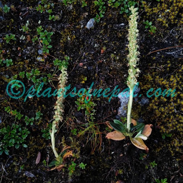 Goodyera fusca (Lindl.) Hook.f. Orchids of Nepal Goodyera fusca (Lindl.) Hook.f. Orchids of Nepal
