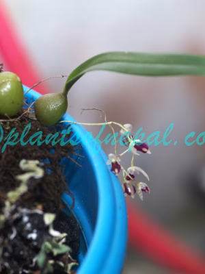 Bulbophyllum roseopictum J.J.Verm., Schuit. & de Vogel Orchids of Nepal