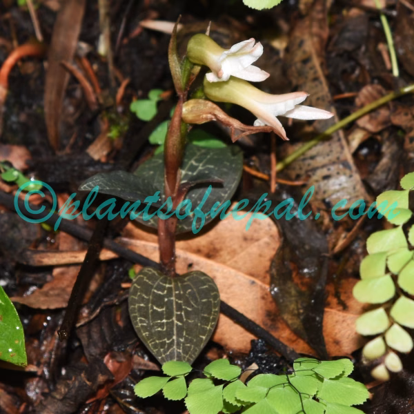 Goodyera biflora (Lindl.) Hook.f. Orchids of Nepal Goodyera biflora (Lindl.) Hook.f. Orchids of Nepal
