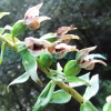 Epipactis helleborine (L.) Crantz Orchids of Nepal