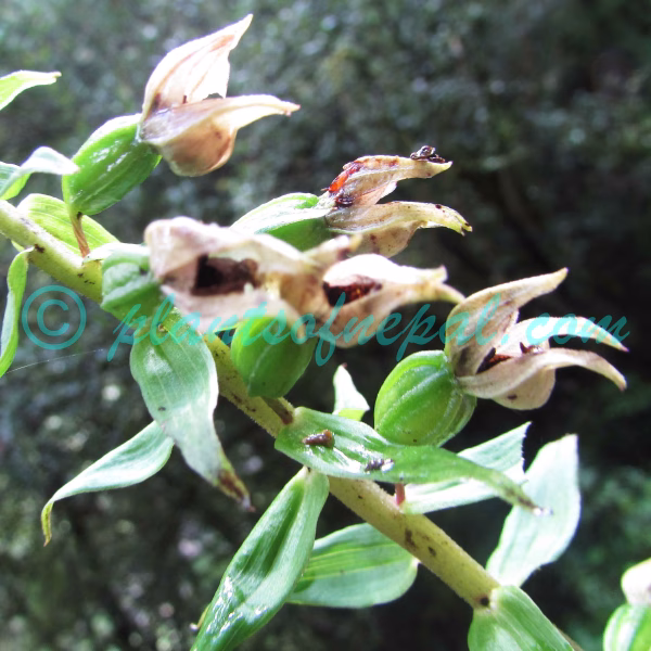 Epipactis helleborine (L.) Crantz Orchids of Nepal