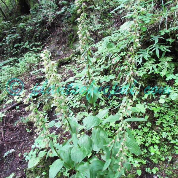 Epipactis helleborine (L.) Crantz Orchids of Nepal