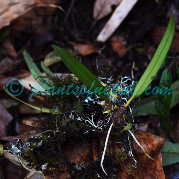 Bulbophyllum reptans (Lindl.) Lindl. ex Wall. Orchids of Nepal
