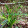 Calanthe mannii Hook.f. Orchids of Nepal
