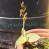 Goodyera viridiflora (Blume) Lindl. ex D.Dietr. Orchids of Nepal