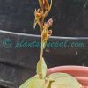 Goodyera viridiflora (Blume) Lindl. ex D.Dietr. Orchids of Nepal