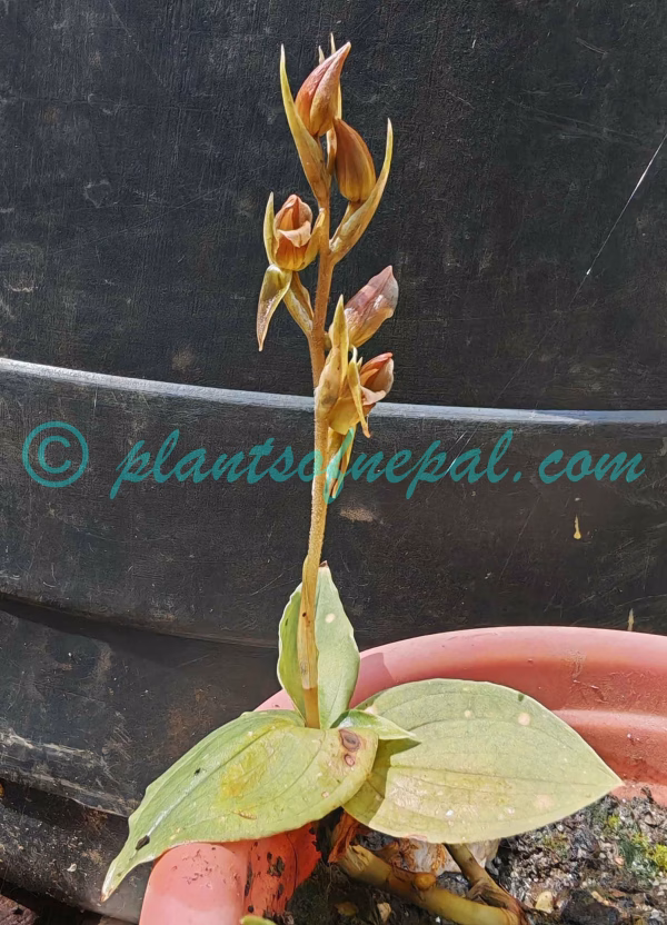 Goodyera viridiflora (Blume) Lindl. ex D.Dietr. Orchids of Nepal