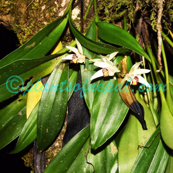 Eria coronaria (Lindl.) Rchb.f. Orchids of Nepal