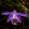 Pleione hookeriana (Lindl.) Rollisson Orchids of Nepal