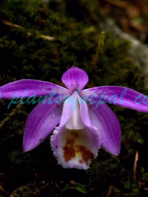 Pleione hookeriana (Lindl.) Rollisson Orchids of Nepal
