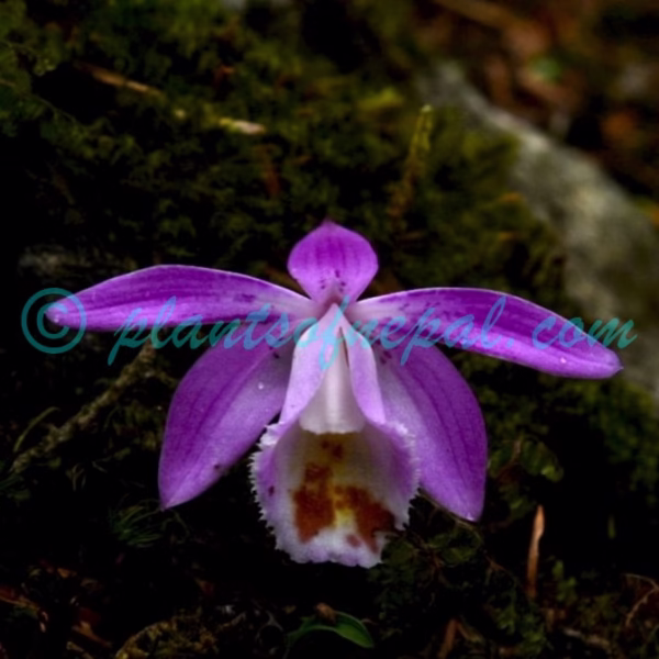 Pleione hookeriana (Lindl.) Rollisson Orchids of Nepal