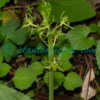 Liparis campylostalix Rchb.f. Orchids of Nepal