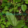 Liparis campylostalix Rchb.f. Orchids of Nepal
