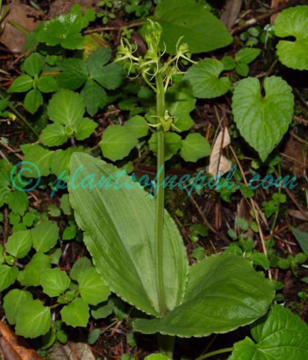 Liparis campylostalix Rchb.f. Orchids of Nepal