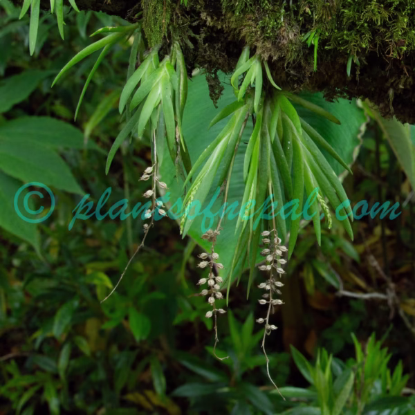 Oberonia longilabris King & Pantl. Orchids of Nepal