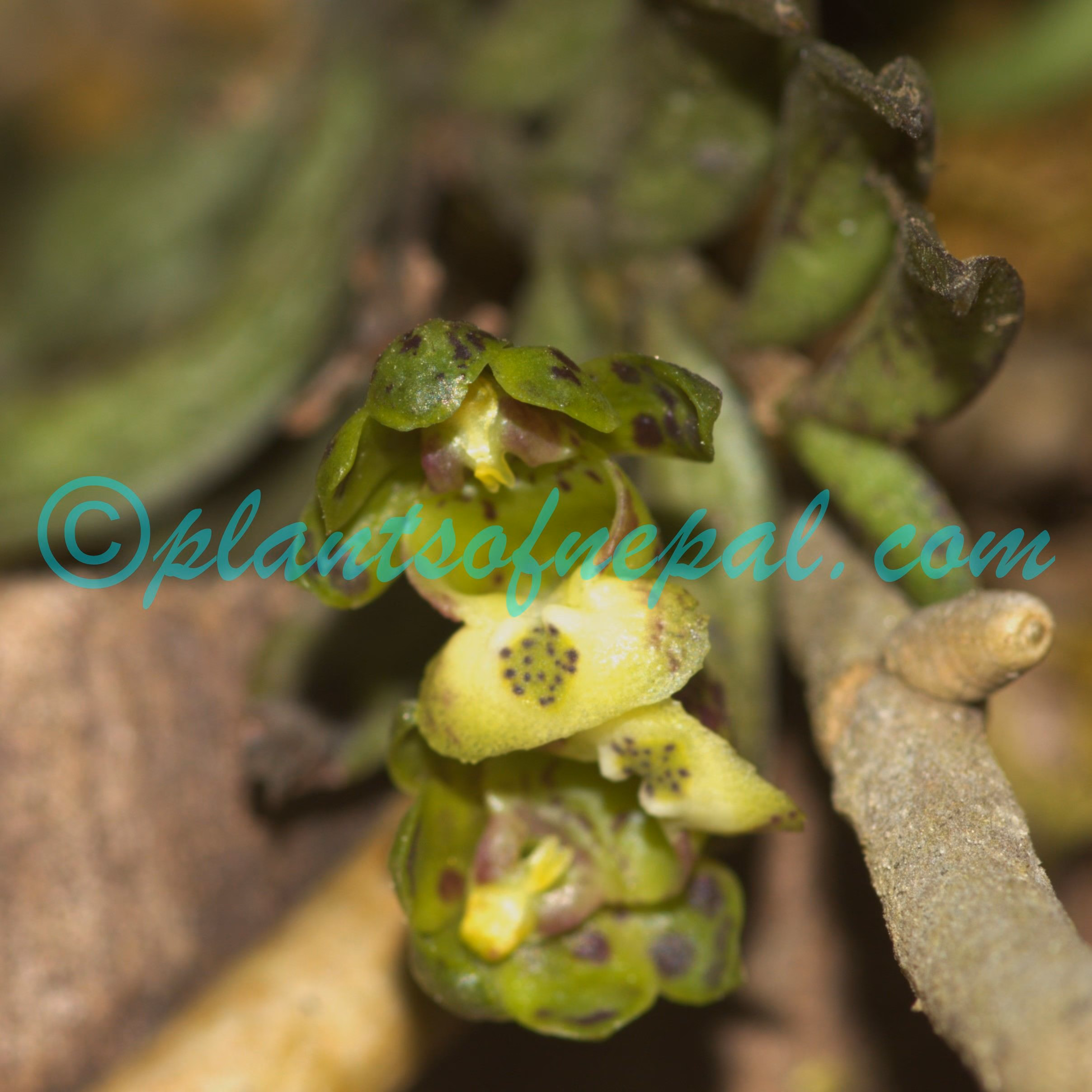 Gastrochilus distichus (Lindl.) Kuntze Orchids of Nepal