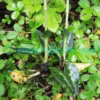 Goodyera repens (L.) R.Br. Orchids of Nepal Goodyera repens (L.) R.Br. Orchids of Nepal