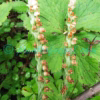 Goodyera repens (L.) R.Br. Orchids of Nepal Goodyera repens (L.) R.Br. Orchids of Nepal