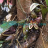 Bulbophyllum umbellatum Lindl. Orchids of Nepal Bulbophyllum umbellatum Lindl. Orchids of Nepal