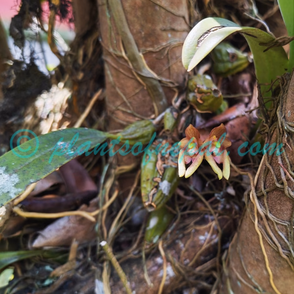 Bulbophyllum umbellatum Lindl. Orchids of Nepal Bulbophyllum umbellatum Lindl. Orchids of Nepal