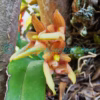 Bulbophyllum umbellatum Lindl. Orchids of Nepal Bulbophyllum umbellatum Lindl. Orchids of Nepal