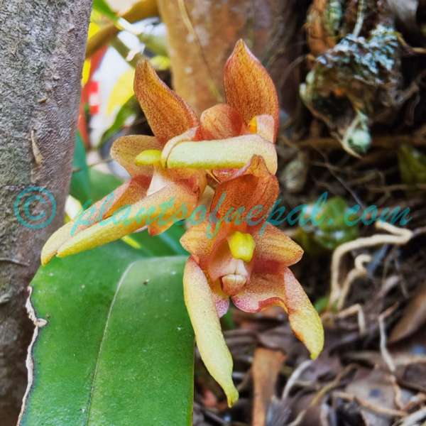 Bulbophyllum umbellatum Lindl. Orchids of Nepal Bulbophyllum umbellatum Lindl. Orchids of Nepal
