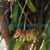 Bulbophyllum umbellatum Lindl. Orchids of Nepal Bulbophyllum umbellatum Lindl. Orchids of Nepal