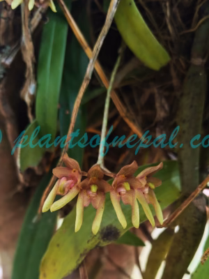 Bulbophyllum umbellatum Lindl. Orchids of Nepal Bulbophyllum umbellatum Lindl. Orchids of Nepal